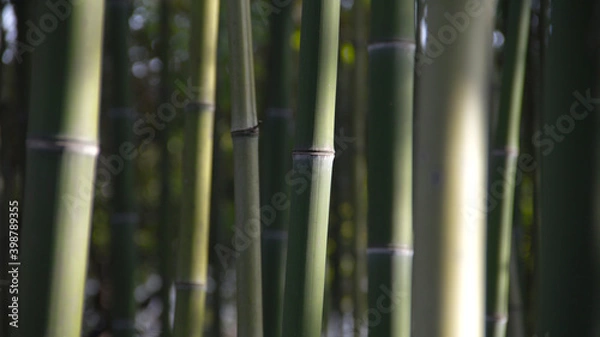 Fototapeta bamboo forrest
