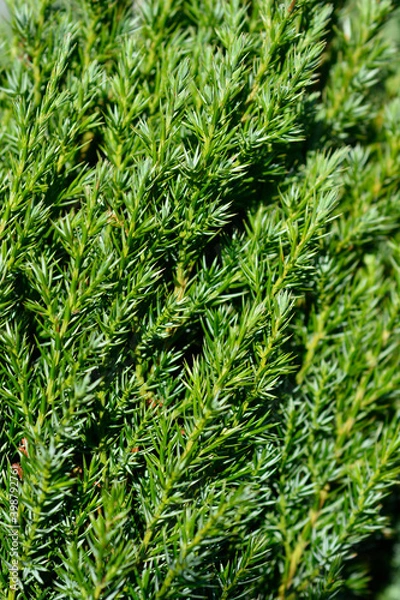Fototapeta Chinese juniper Stricta