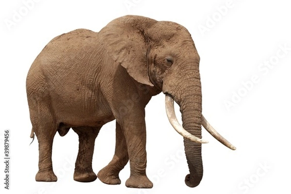 Obraz African Elephant - Isolated