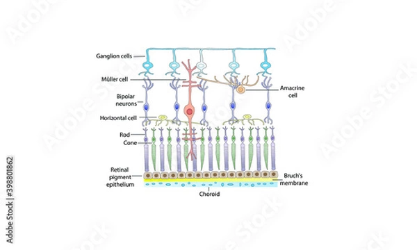 Obraz Retina structure [parts of the retina]