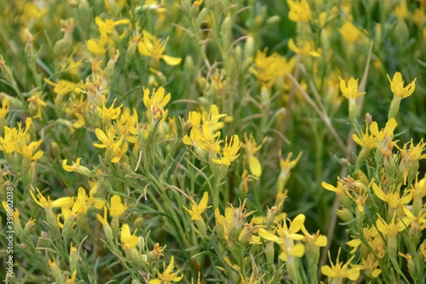 Obraz 岩場のグチエラザ・サロヘ（Gutierrezia sarothrae）