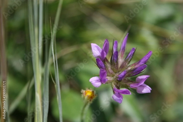 Obraz Trifoglio bituminoso