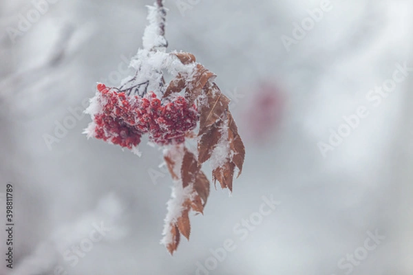 Obraz red berries on a branch