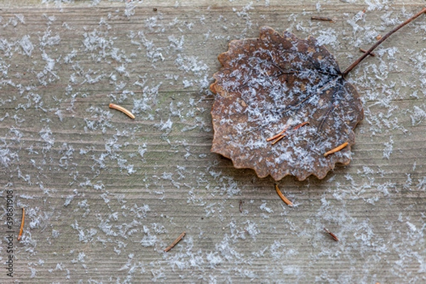 Fototapeta cold dead leaf on the ground