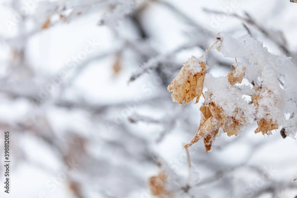 Fototapeta snow covered branches