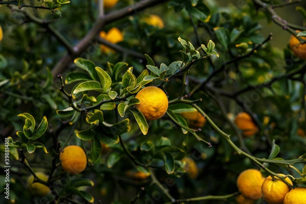 Fototapeta Tropical fruits on tree in garden