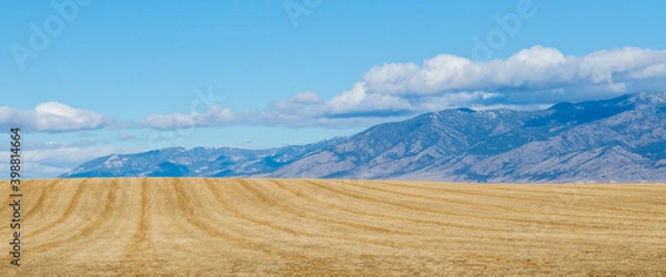 Obraz panorama of golden hay field in Montana with the majestic Rocky Mountains in the distance under blue sky
