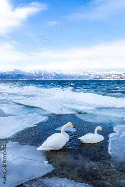 Obraz 雪山とハクチョウ