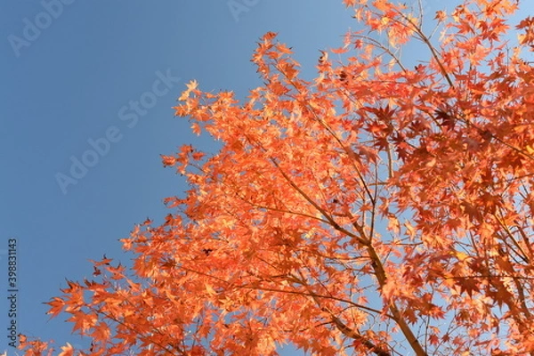 Fototapeta 赤くなったモミジと青空