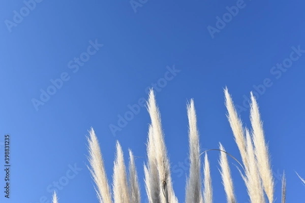 Fototapeta 青空の下のパンパスグラス