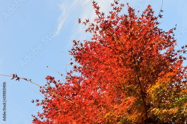 Fototapeta 赤くなったモミジと青空