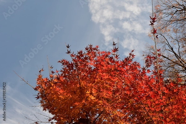 Fototapeta 赤くなったモミジと青空
