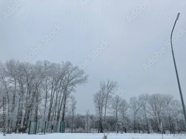 Obraz trees in the snow