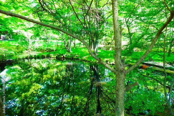 Fototapeta 軽井沢の小さな湖にて