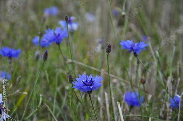 Fototapeta cornflowers