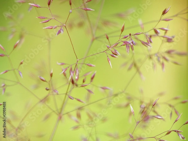 Fototapeta fine grass