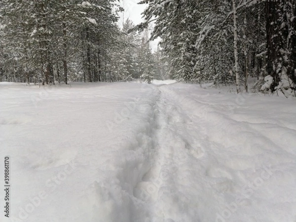 Obraz road in winter forest