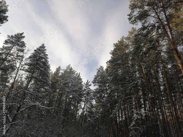 Obraz trees in the snow