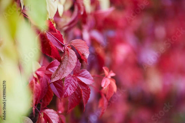 Fototapeta nature bagground with red leaves