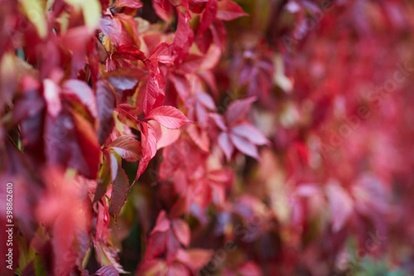 Fototapeta nature bagground with red leaves