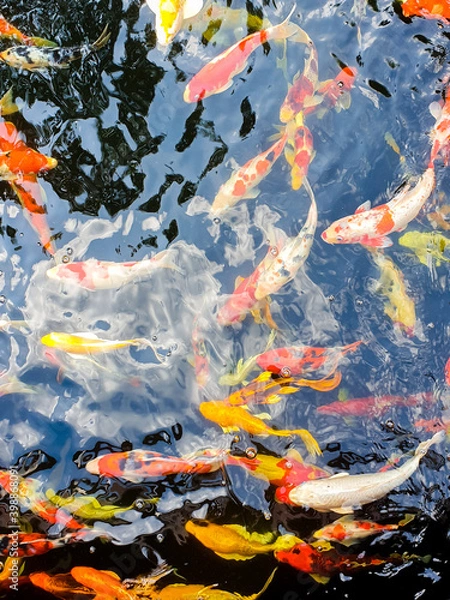 Fototapeta Colorful Carp fish swimming in the pond, Japanese Koi Carp.