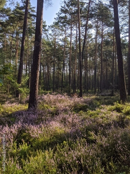 Obraz forest in autumn