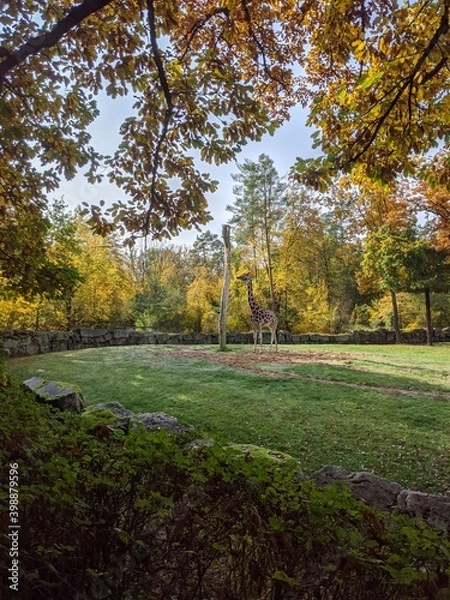 Obraz Eating giraffe in the fall