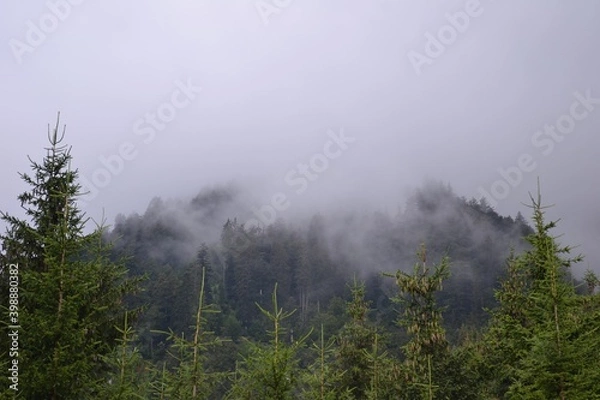 Fototapeta fog in the forest