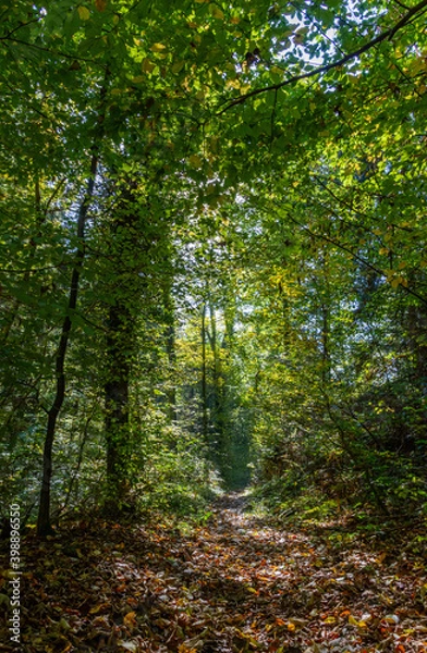 Fototapeta path in the forest