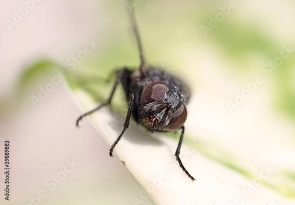 Fototapeta mouche