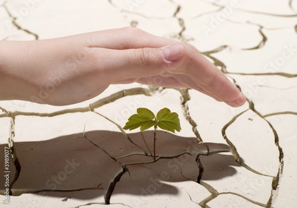 Obraz palma i kiełki