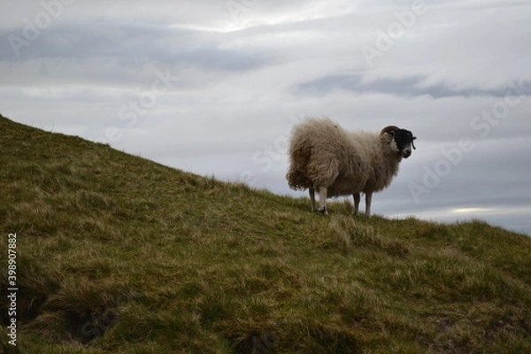 Obraz Sheep in Skye