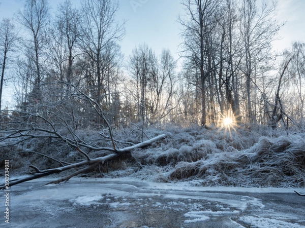 Obraz a sunny winter day in a forest
