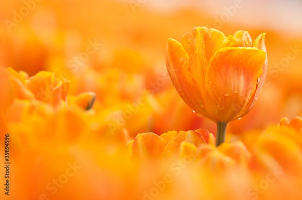 Obraz orange tulip
