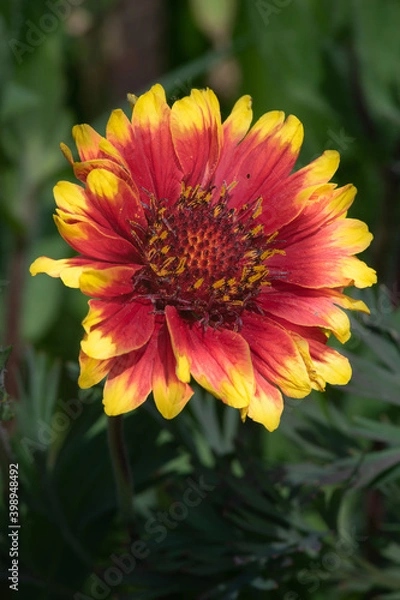 Obraz Indian Blanket