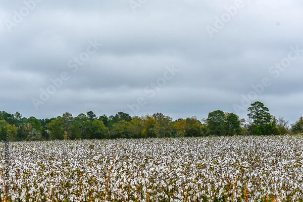 Obraz Cotton Field