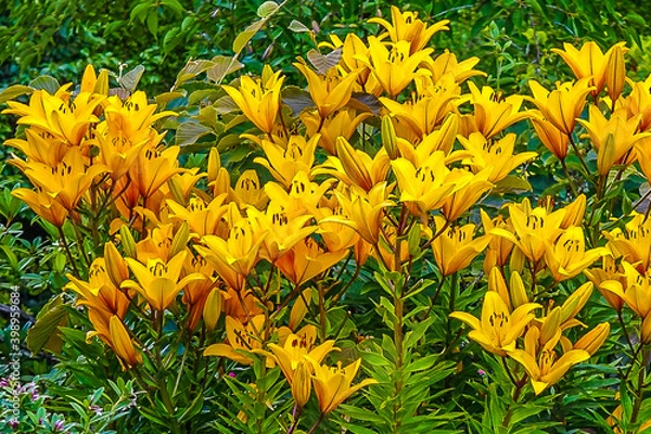 Obraz Yellow Flowers