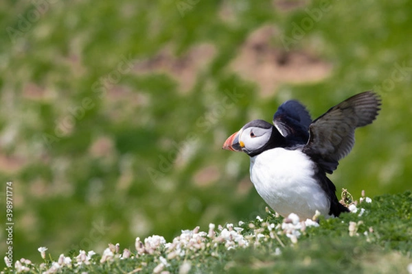 Obraz Atlantic puffin about to take off, Skomer Island nature reserve, Pembrokeshire, Wales
