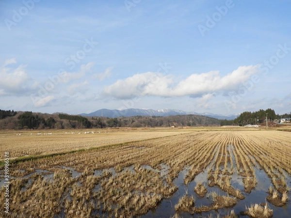 Fototapeta 初冬の農村風景