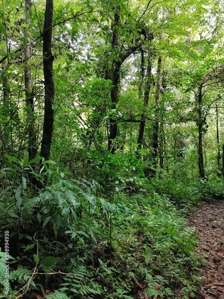 Obraz Tree and green