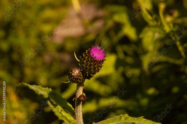 Obraz Фото из экопоселения на Алтае "Чачжаевка"