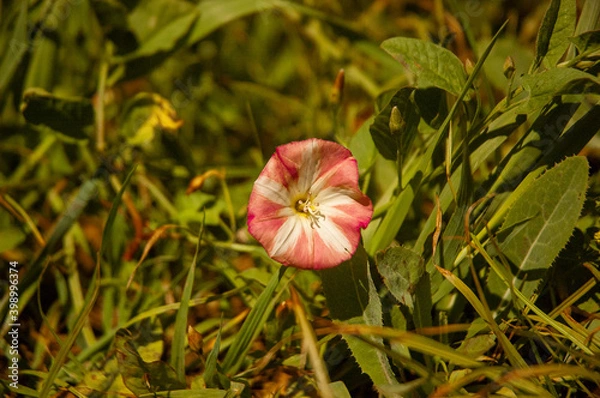Obraz Фото из экопоселения на Алтае "Чачжаевка"