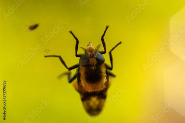 Fototapeta Фото из экопоселения на Алтае "Чачжаевка"