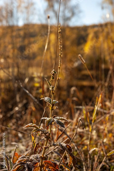 Obraz Фото из экопоселения на Алтае "Чачжаевка"
