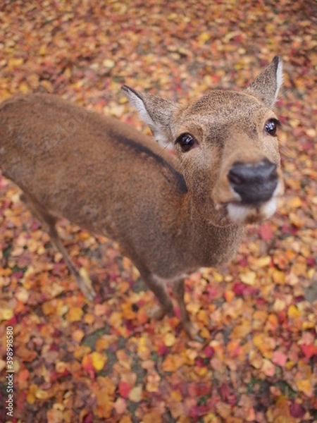Fototapeta OLYMPUS DIGITAL CAMERA