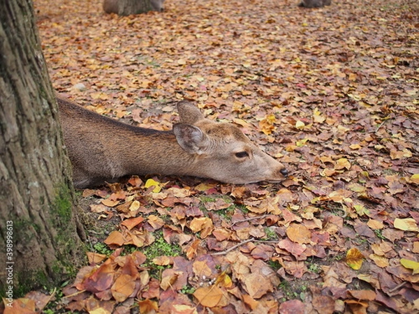 Fototapeta OLYMPUS DIGITAL CAMERA