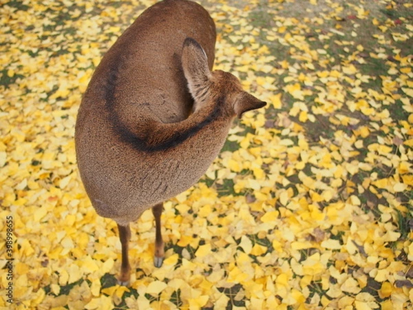 Fototapeta OLYMPUS DIGITAL CAMERA