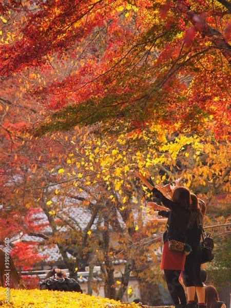 Fototapeta OLYMPUS DIGITAL CAMERA