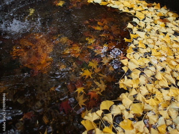 Fototapeta OLYMPUS DIGITAL CAMERA