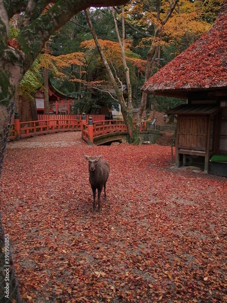 Fototapeta OLYMPUS DIGITAL CAMERA